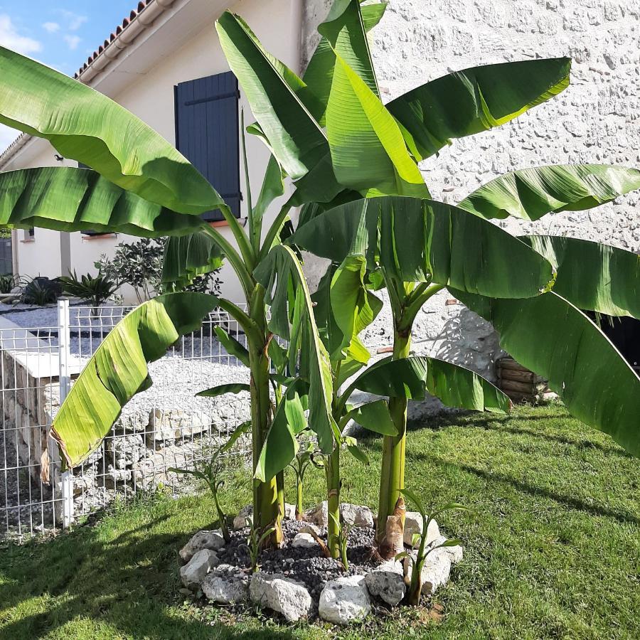 Le Domaine Vesque Villa Saint-Pierre-de-Clairac Dış mekan fotoğraf